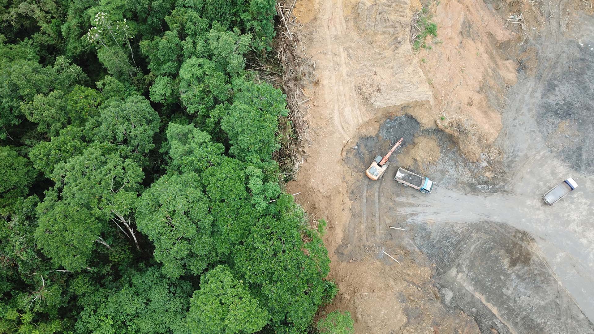 Forest monitoring