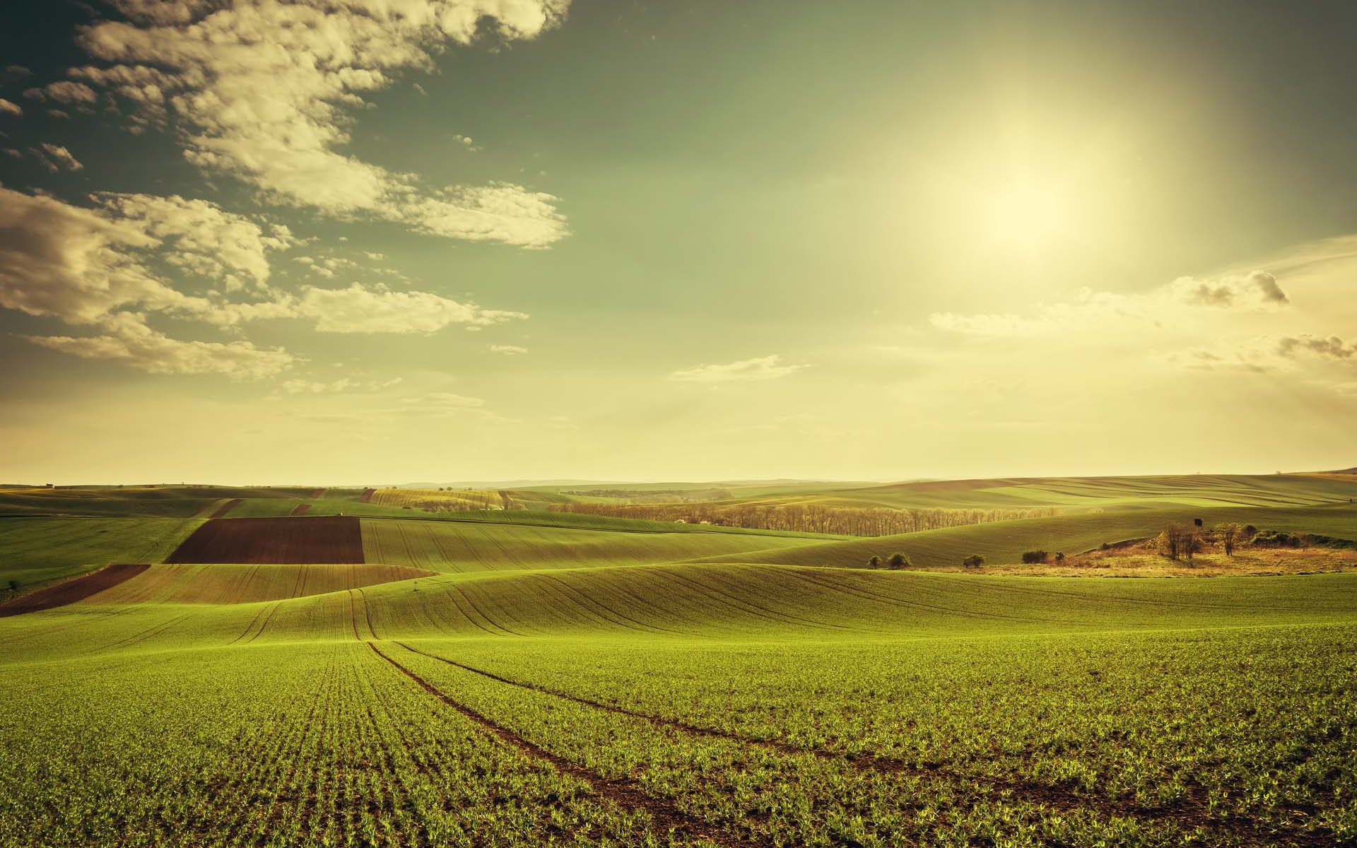 crop mapping