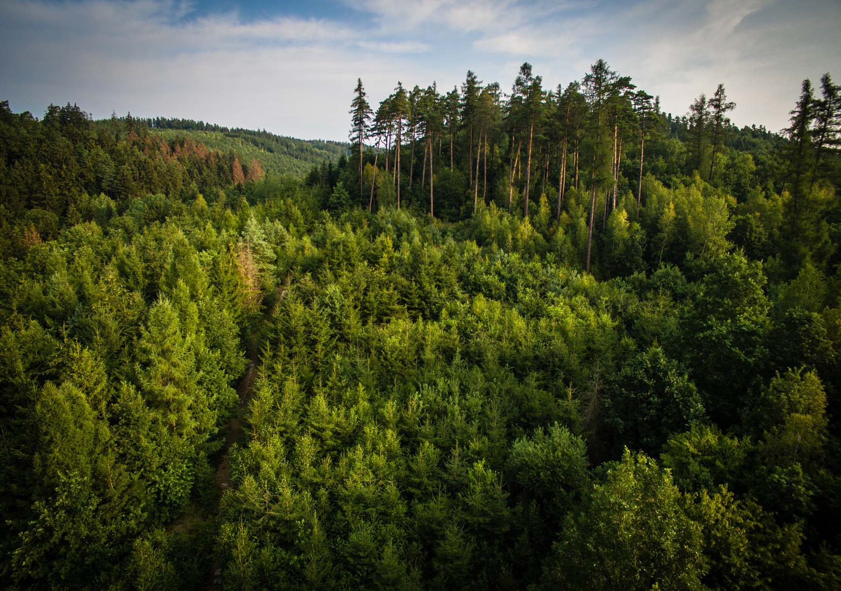 forest monitoring