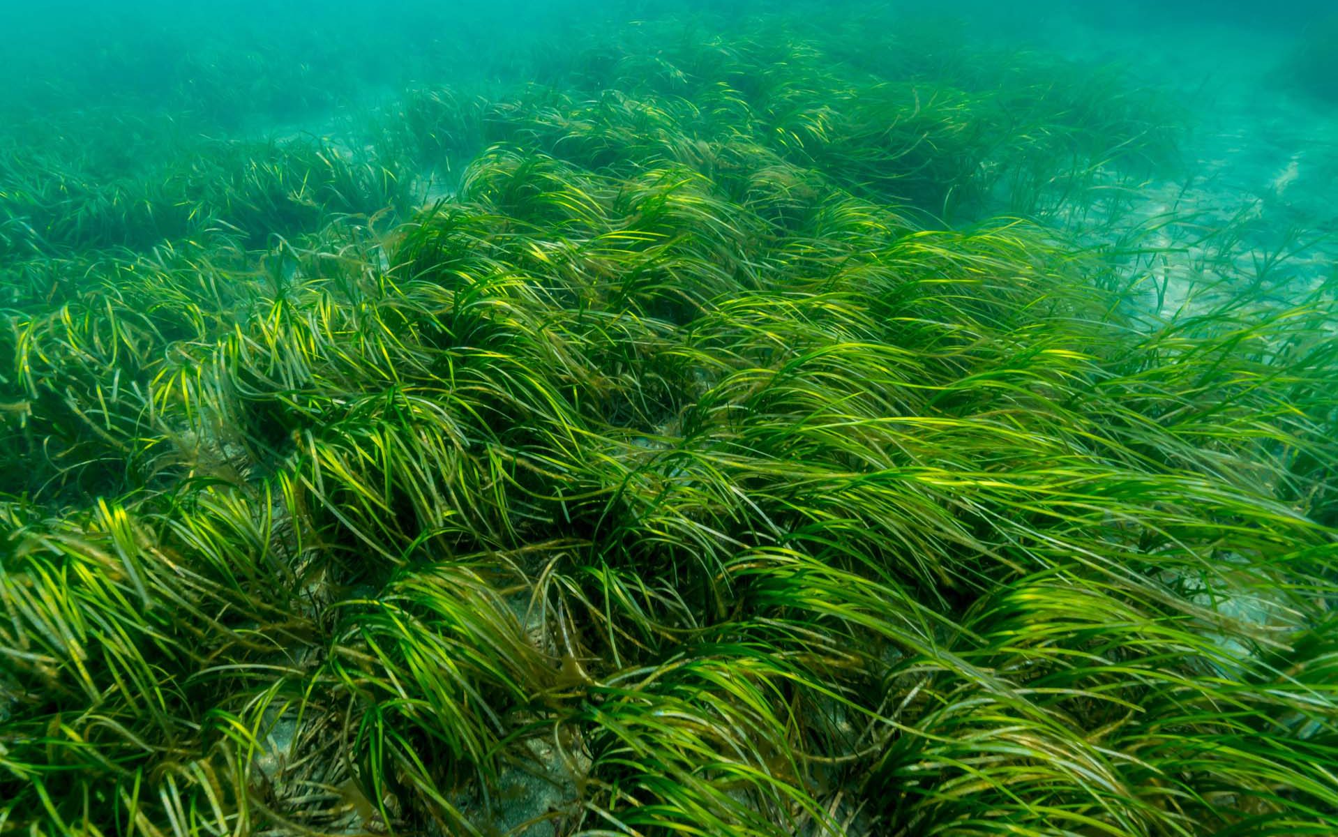 submerged coastal vegetation
